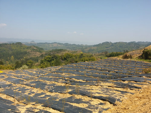 聚酯長絲土工布